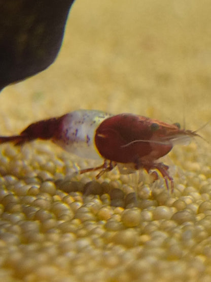 Red rilli