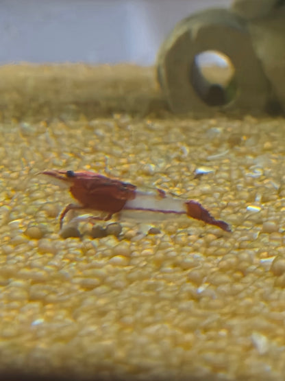 Red rilli