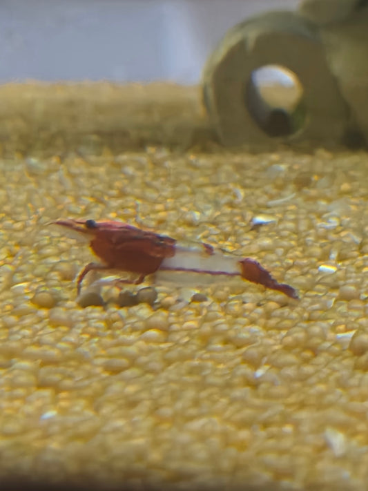 Red rilli
