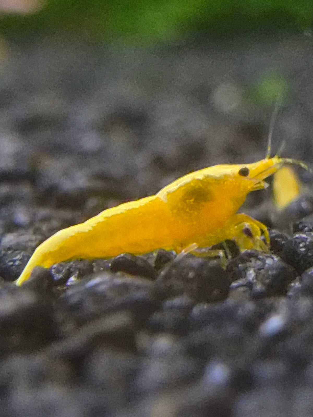 Yellow neon
