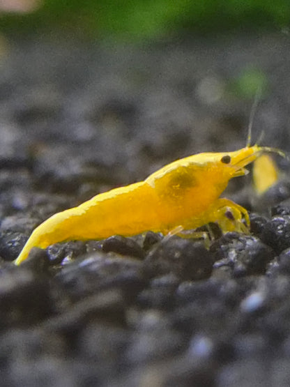 Yellow neon