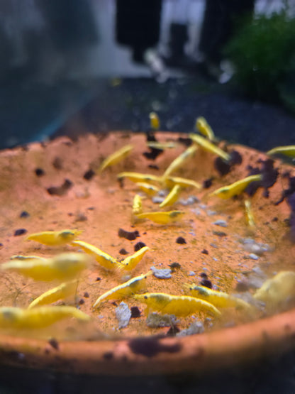 Yellow neon