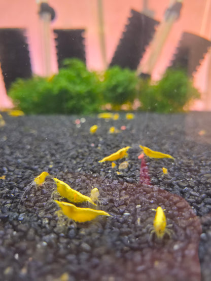 Yellow neon